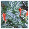 6x Italienischer Aronstab gefleckt (Arum italicum) – Winterharte & Blühende Rhizome